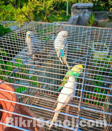 বাজিগর পাখি বিক্রি করা হবে।